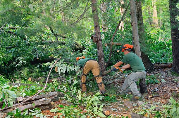 The Steps Involved in Our Tree Care Process in Flemington, NJ